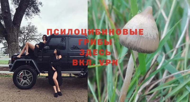 купить   кракен маркетплейс  Псилоцибиновые грибы Psilocybe  Опочка 